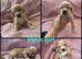KC Reg health tested working cocker spaniels