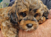 Five Cavapoochon pups left, ready now
