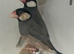 Fawn Young Java Finches