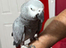 African grey parrot Glasgow