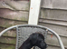 Patterdale terrier puppy