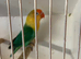 Fisher Lovebirds