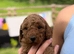 KC Registered Deep Red Miniature Poodle Puppies