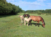 Registered and p/b colts