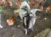 Pygmy goats x 5