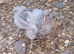 French Silver Lavender Marans  Young Cocks
