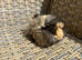 4 very Handsome long haired baby guinea pigs.