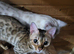 Rosette bengal female