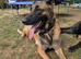 American bulldog x Belgian Malinois pups