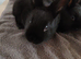 Rex x Californian White Litter 4 BUCKS AVAILABLE