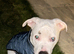 Need to find him a home as a single parent and he need some one who can give him what I can&rsquo;t