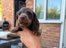 Long haired mini dachshunds