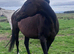 Thoroughbred mare