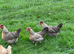 Cream Legbar Hatching Eggs