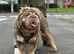 Olde Tyme Fluffy Bulldog For Stud