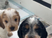 Show cocker puppies