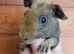 Skinny pig Babies male and females available now