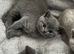 British Shorthair Kittens