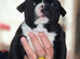 ABKC extreme pocket bully's