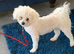 BICHON FRISE STUD DOG