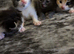3 girl tabby kittens ready to leave 12th October