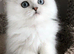 PURE PERSIAN 1 MALE LEFT