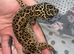 Super Giant (M) Jungle Leopard Gecko