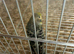 7 x baby budgies