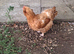 Pair of brahma chickens for sale