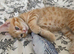 Ginger male kitten