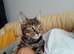 Free Female Bengal cat 12 months old