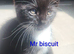 Rare tuxedo kittens in need of home