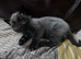 Two Adorable Kittens Looking for Their Forever Homes