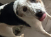 Buddy