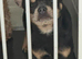 Loving 1 year old Male Chihuahua x French Bulldog for sale