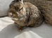 Lovely handsome 8 month old Netherlands dwarf.
