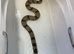 Peruvian boa