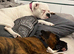 Boxer puppies