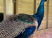 3x Male Peacocks available