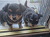 4 pups available pom x jackchi