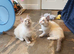 Beautiful GCCF Registered Ragdoll Kittens.