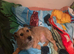 Patterdale terrier