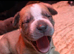 Mastiff hybrid/banddog