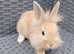 Lionhead cross mini lop 8 weeks old!