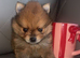 Pomeranian puppies