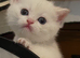 Pedigree British shorthair