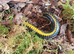 Avatar Millipedes