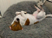 Male Jack Russell