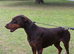 Adult chocolate doberman