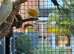3 pairs of garden aviary Canaries